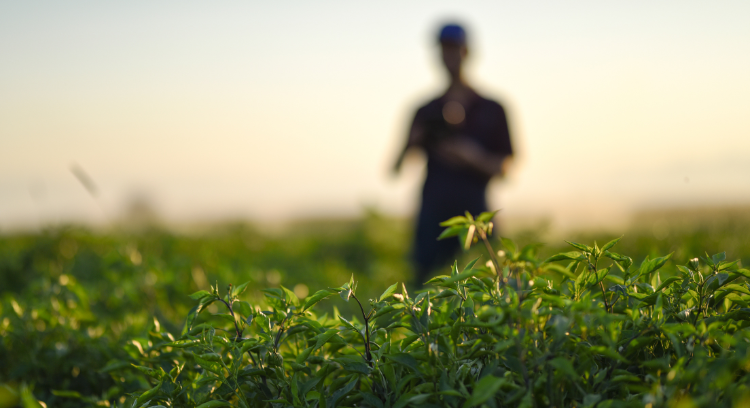 INSTANDA and Farmsure join forces in strategic partnership to revolutionise agricultural insurance solutions using no-code technology