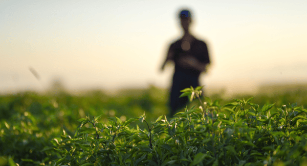 INSTANDA and Farmsure join forces in strategic partnership to revolutionise agricultural insurance solutions using no-code technology